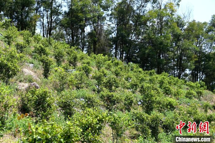 張高漢在深山內(nèi)大力發(fā)展林下經(jīng)濟?！埥鸫?攝