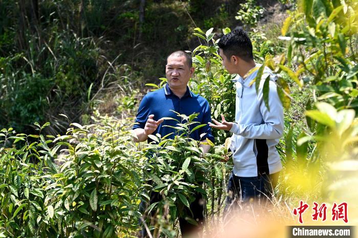 張高漢向參訪者介紹金花茶種植情況。　張金川 攝
