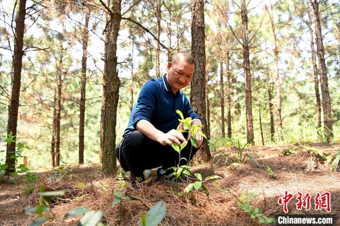 張高漢查看在松樹林下剛套種不久清明茶的生長情況?！埥鸫?攝